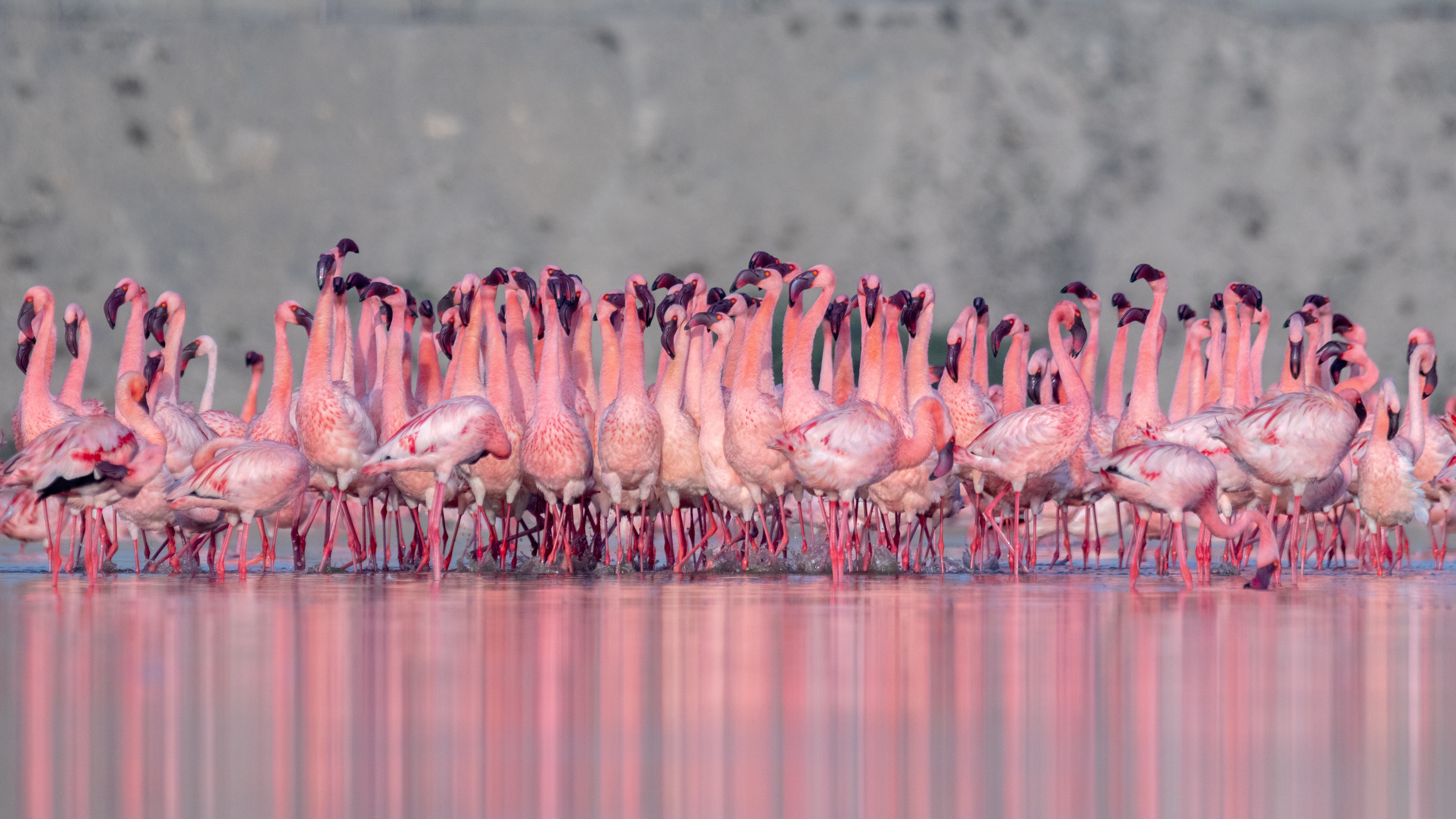 Culture, Craft & the Rann Festival: A Kutch Journey